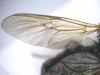 Chloromyia formosa
